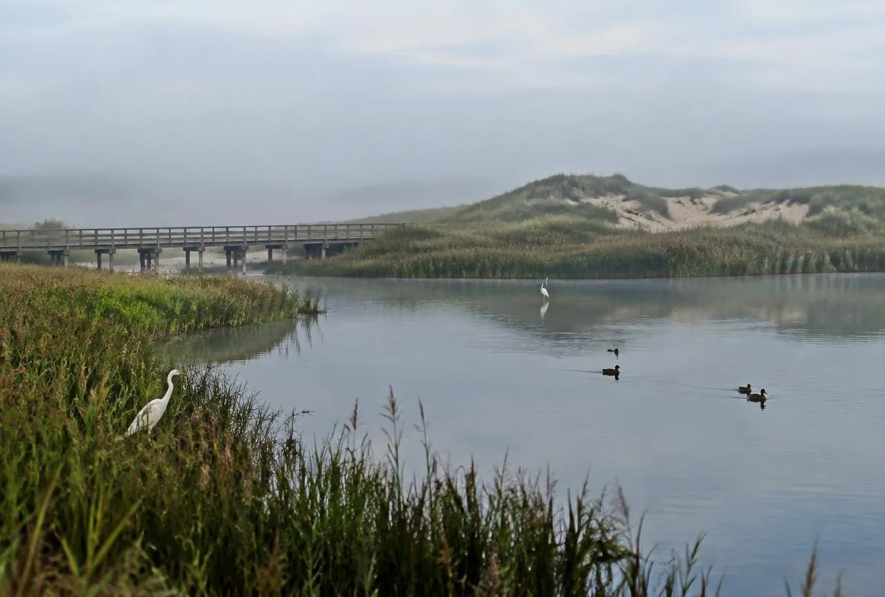 Egrets wading in a calm lake beside dunes